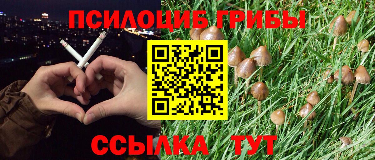 как найти закладки  Славгород  Галлюциногенные грибы Cubensis 